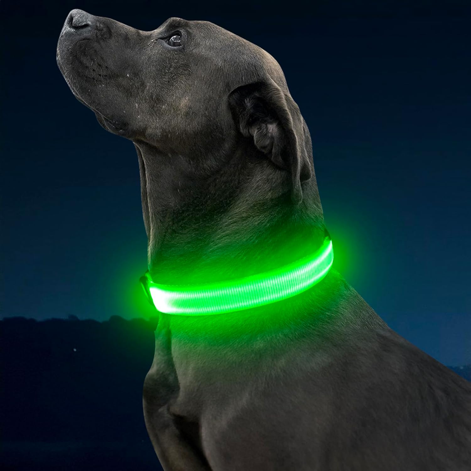 Omeril LED Dog Collar – BC762 Light-Up Safety Collar (Rechargeable, Reflective)