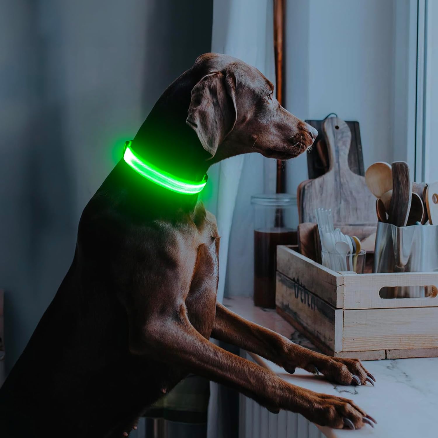 Omeril LED Dog Collar – BC762 Light-Up Safety Collar (Rechargeable, Reflective)